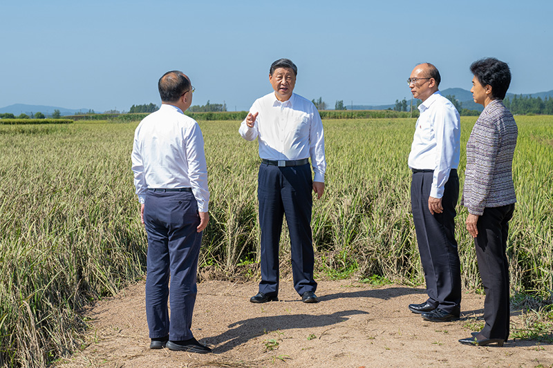 9月6日至8日，中共中央总书记、国家主席、中央军委主席习近平在黑龙江考察。这是7日上午，习近平在遭受洪涝灾害的哈尔滨尚志市老街基乡龙王庙村，察看水稻受灾情况。
